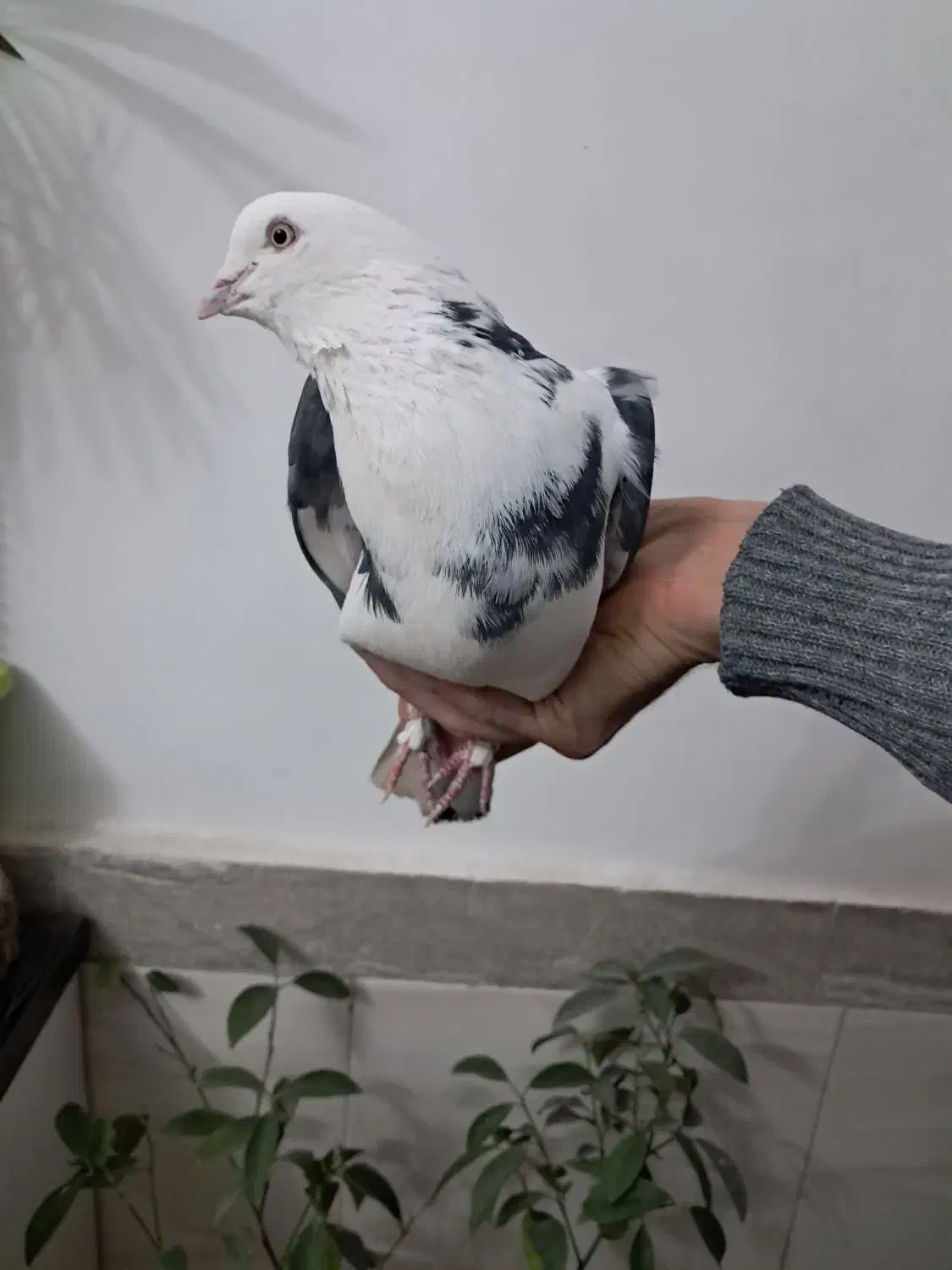 کبوتر شازده|پرنده|هشتگرد, گلسار|دیوار