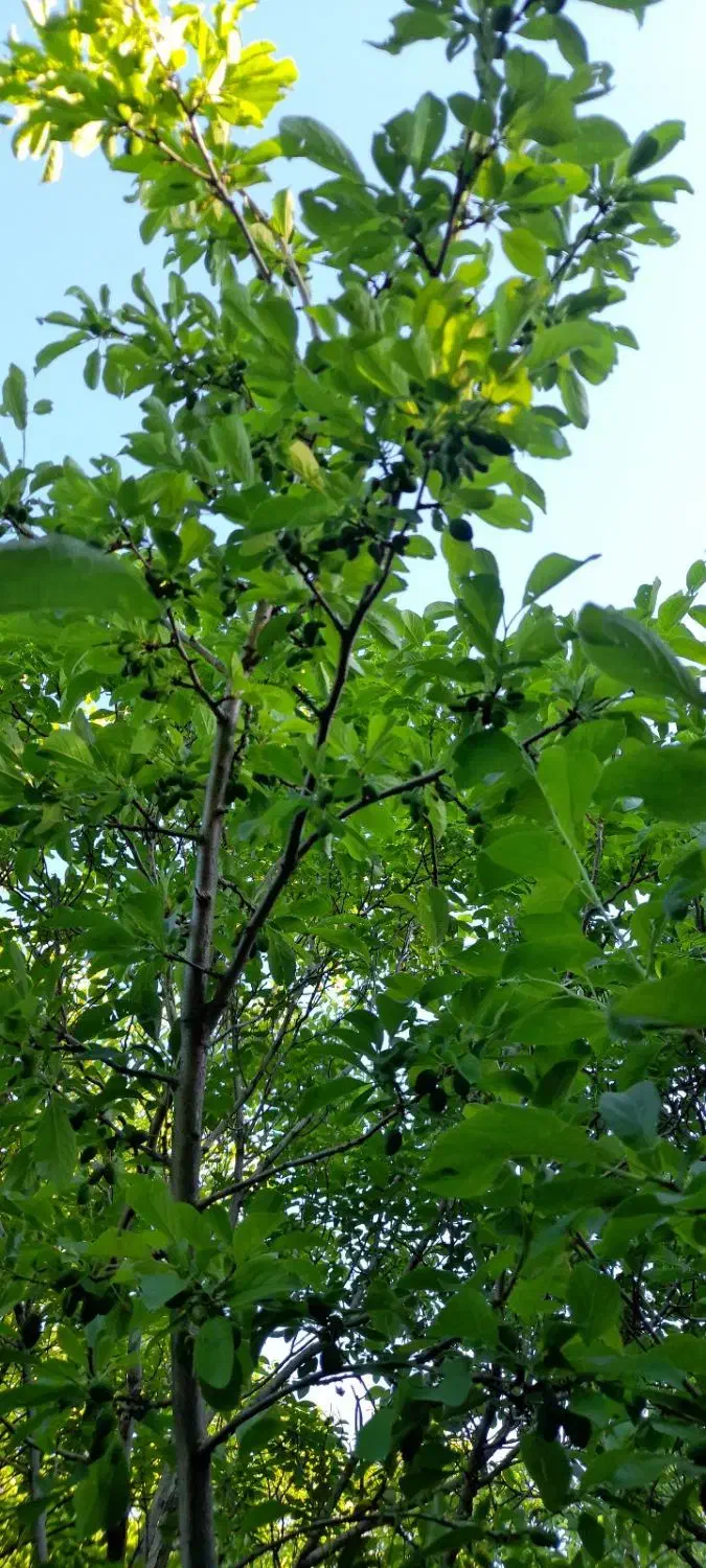 فصل هرس سم زنی درخت بری کندن باغچه شروع شد|خدمات باغبانی و درختکاری|یزد, |دیوار