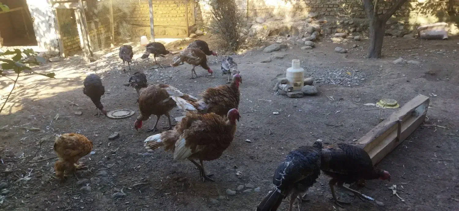 بوقلمون بوربون|حیوانات مزرعه|فاضل آباد, |دیوار