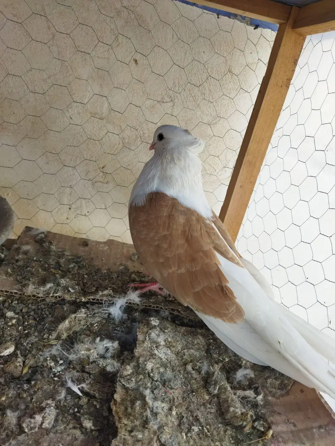 یک جفت دوبال مهر کشیده|پرنده|فاضل آباد, |دیوار