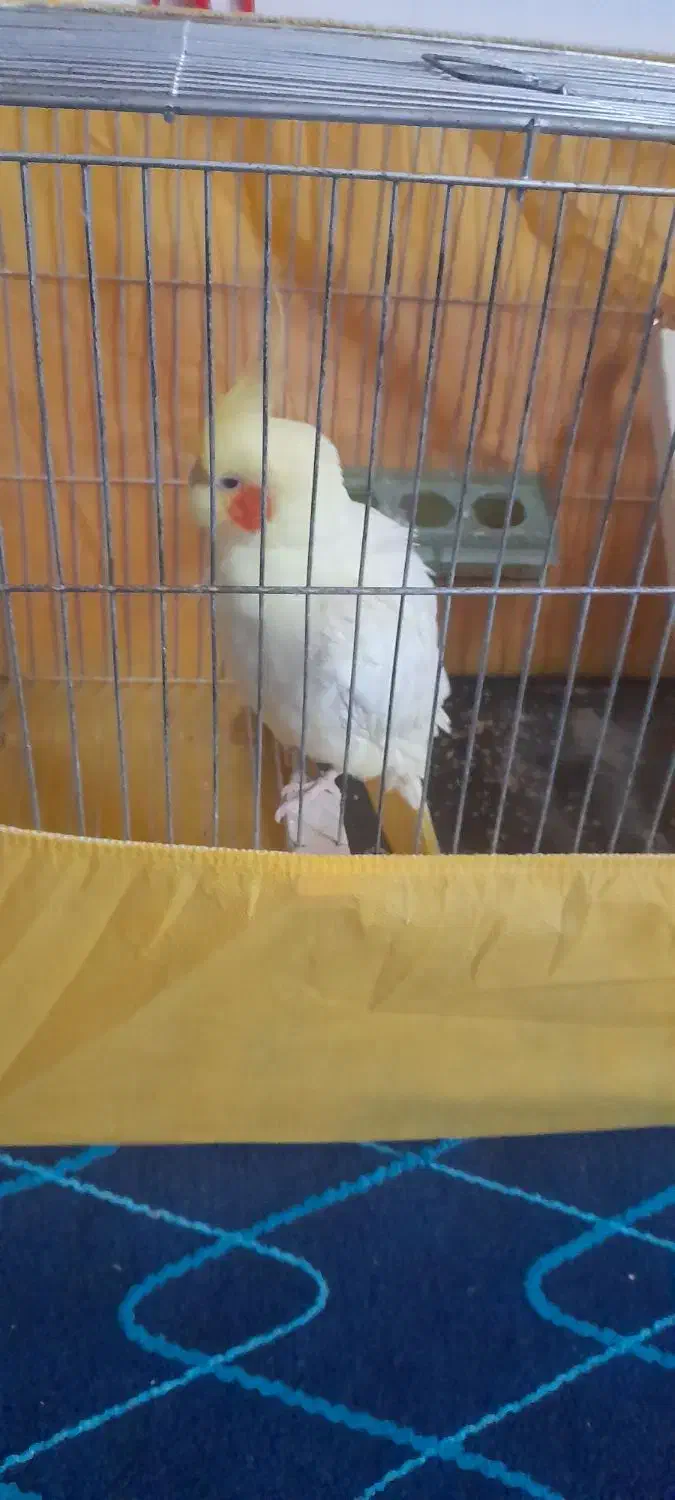 عروس هلندی ماده|پرنده|ماسال, |دیوار