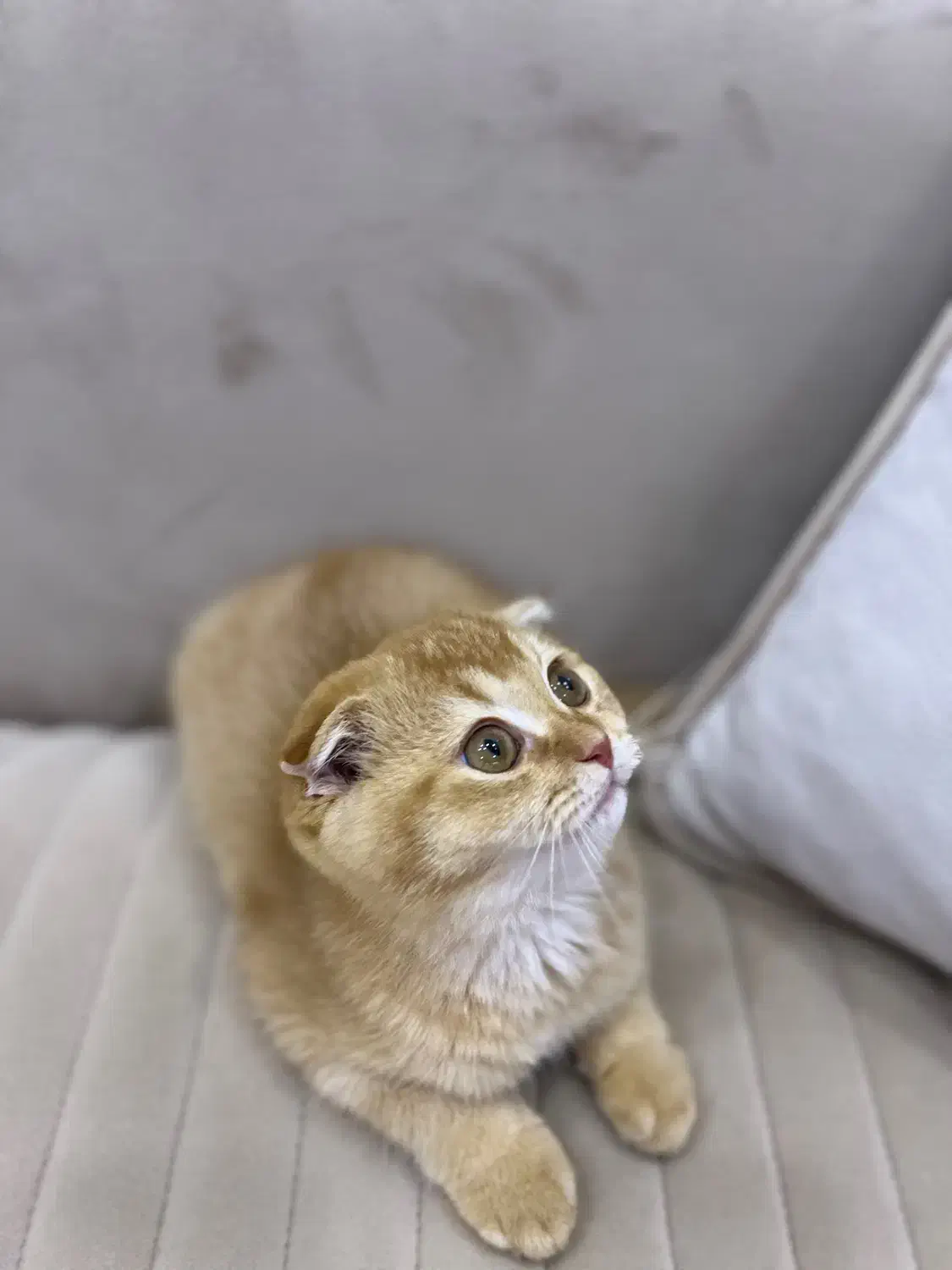 فروش گربه اسکاتیش دبل فولد نر سه ماهه رنک گلد|گربه|آمل, |دیوار