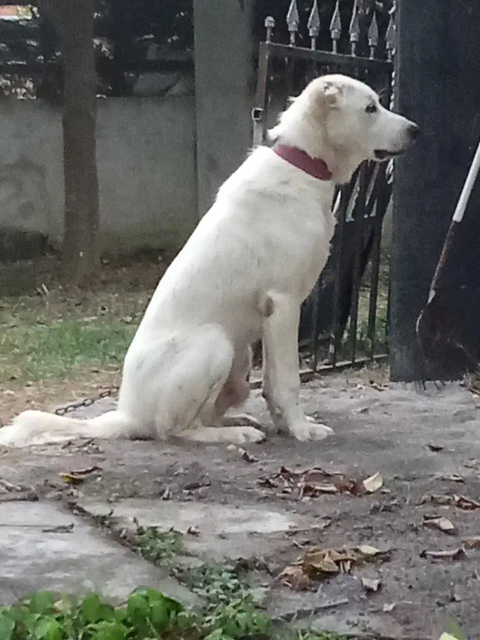 سگ ژرمن و الابای|سگ|سرخرود, |دیوار