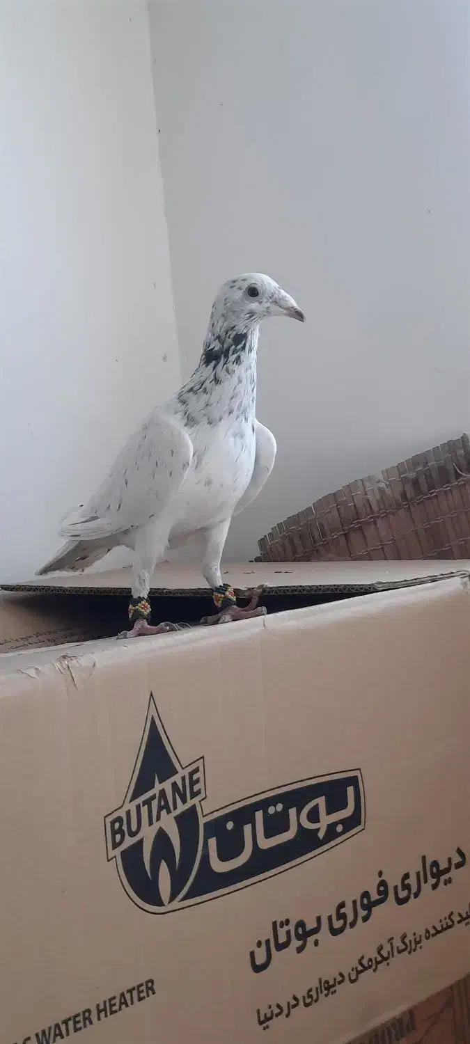 کفتر فروشی|پرنده|دماوند, گیلاوند|دیوار