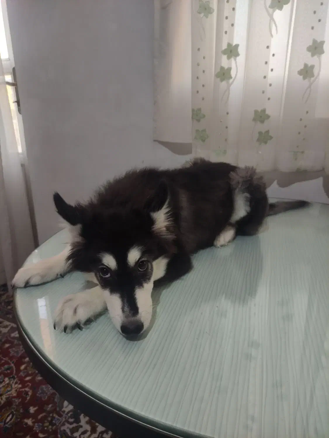 فروش سگ اصیل ونژاد دار|سگ|شاهرود, |دیوار