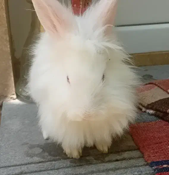 خرگوش لوپ سفید|موش و خرگوش|تبریز, |دیوار