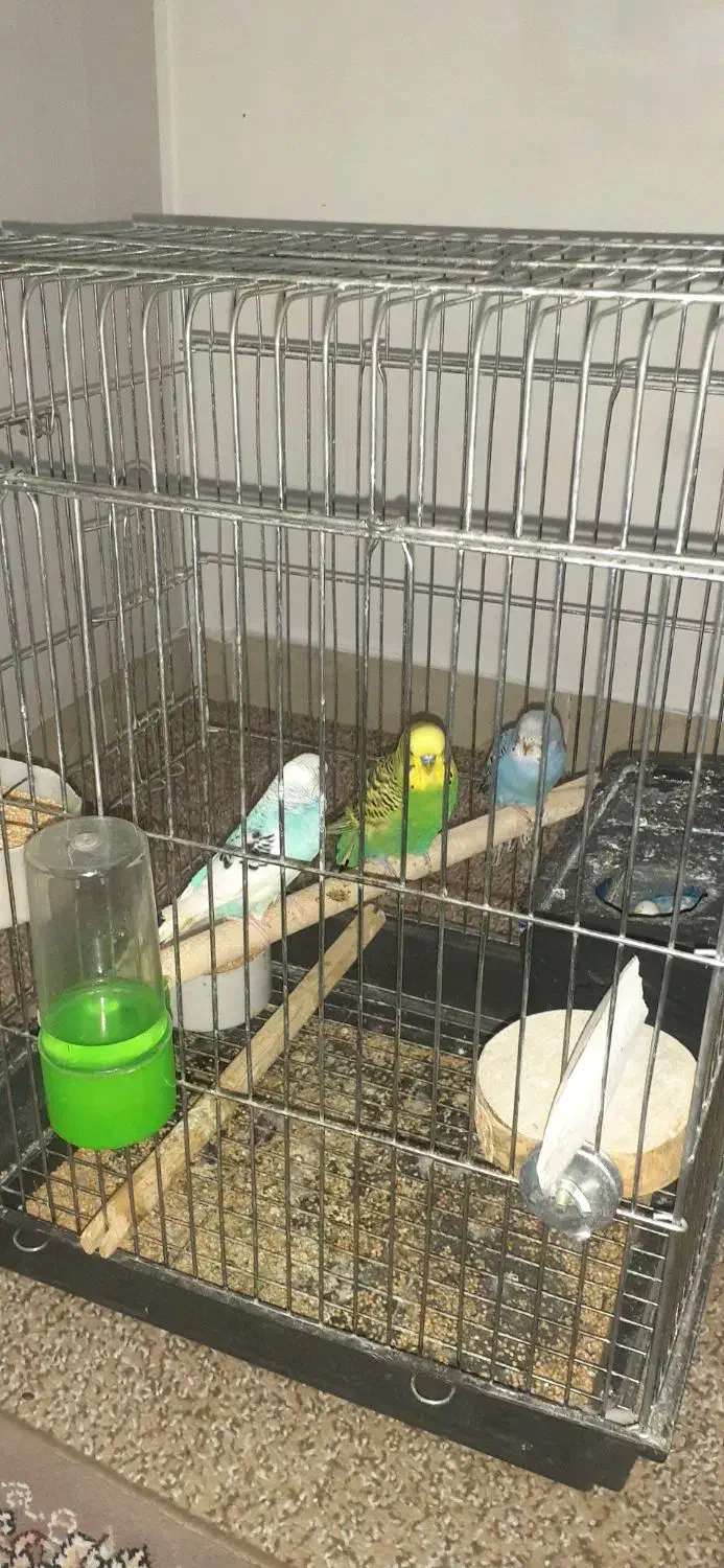 مرغ عشق|پرنده|هشتگرد, شهرک گلها|دیوار