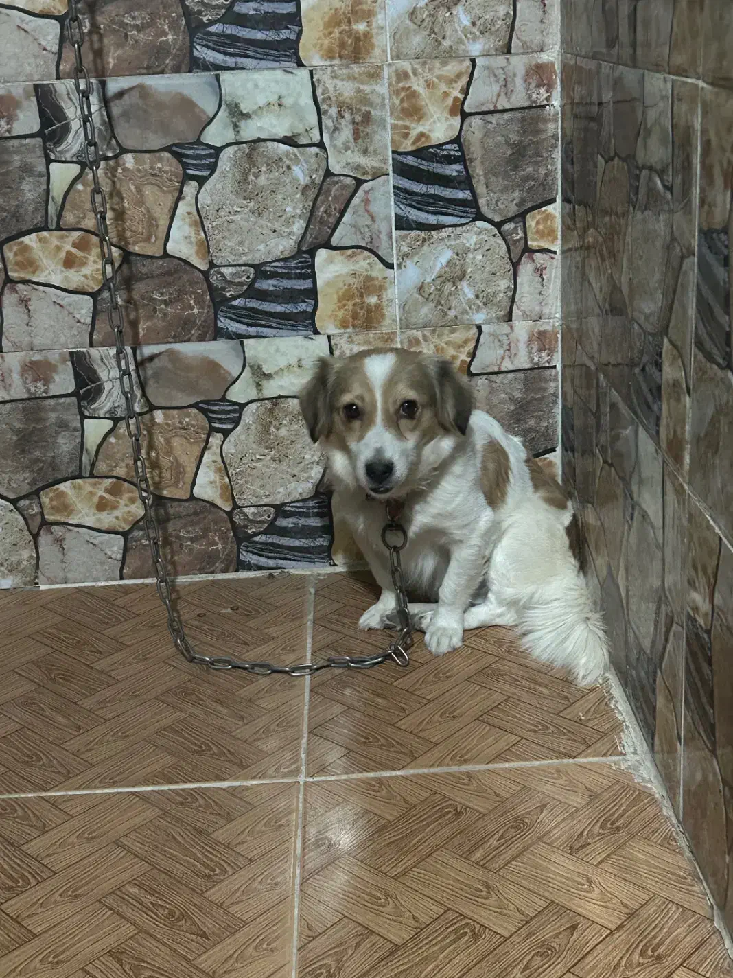 فروشی|سگ|جیرفت, |دیوار