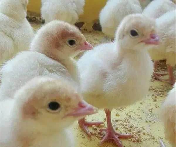 جوجه بوقلمون بیوتی ۶ درجه یک صادراتی فوق سنگین|حیوانات مزرعه|فاضل آباد, |دیوار