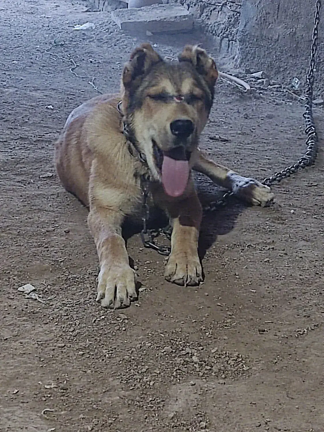 سگ افغانی|سگ|خوشاب, |دیوار