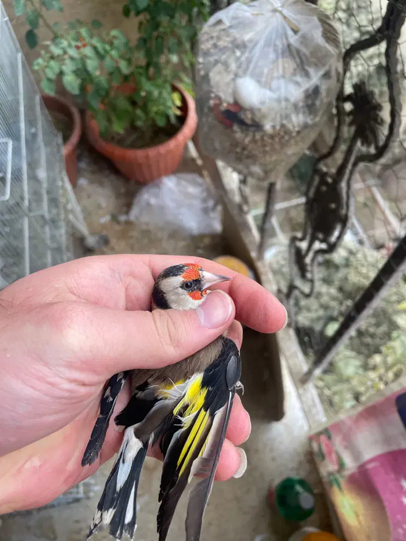 سهره دورگ داغسر|پرنده|تهران, جی|دیوار