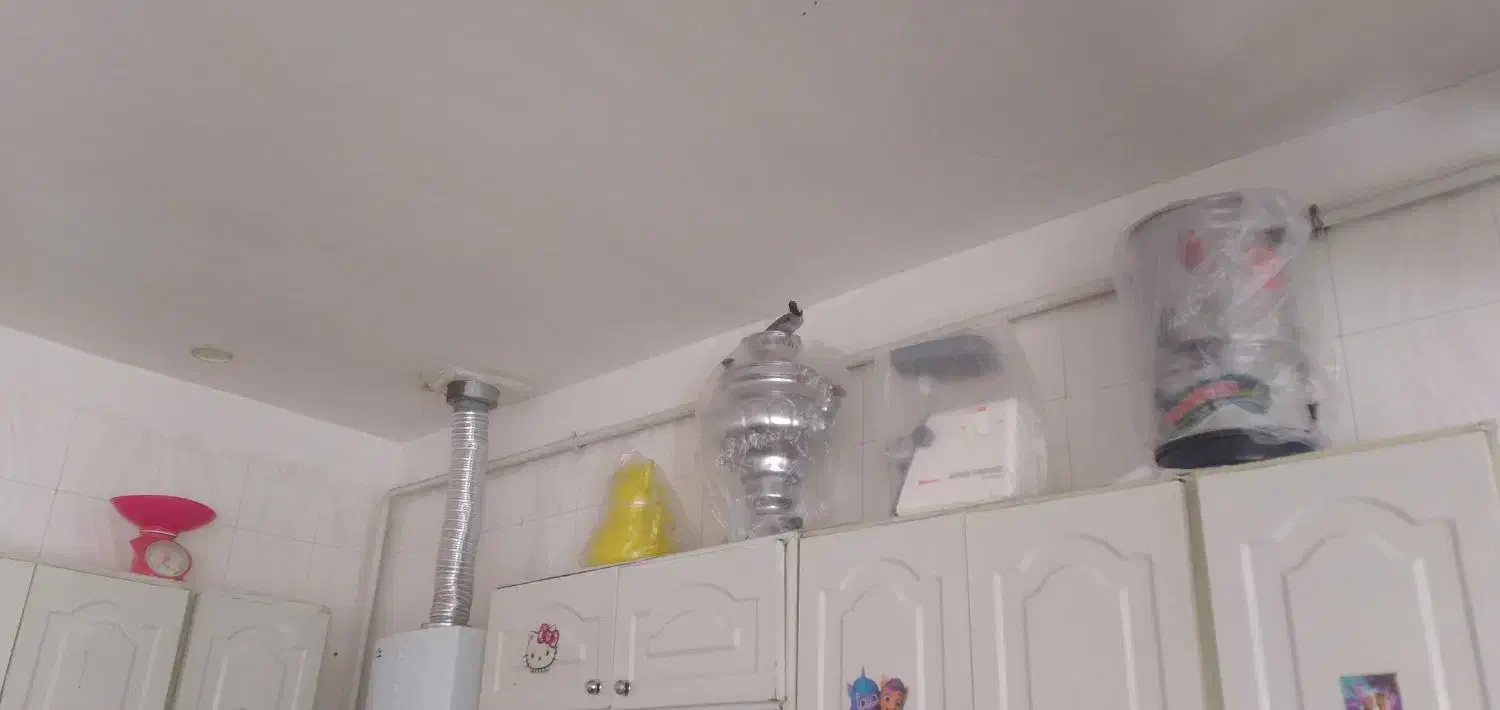 سیره|پرنده|ویسیان, |دیوار