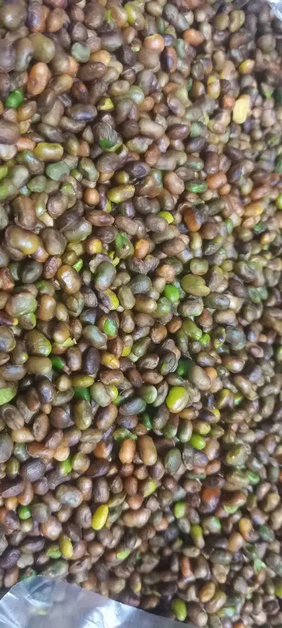 تامین کننده مغز بنه،الوک،به صورت عمده|خوردنی و آشامیدنی|شیراز, شهرک مهدیه|دیوار