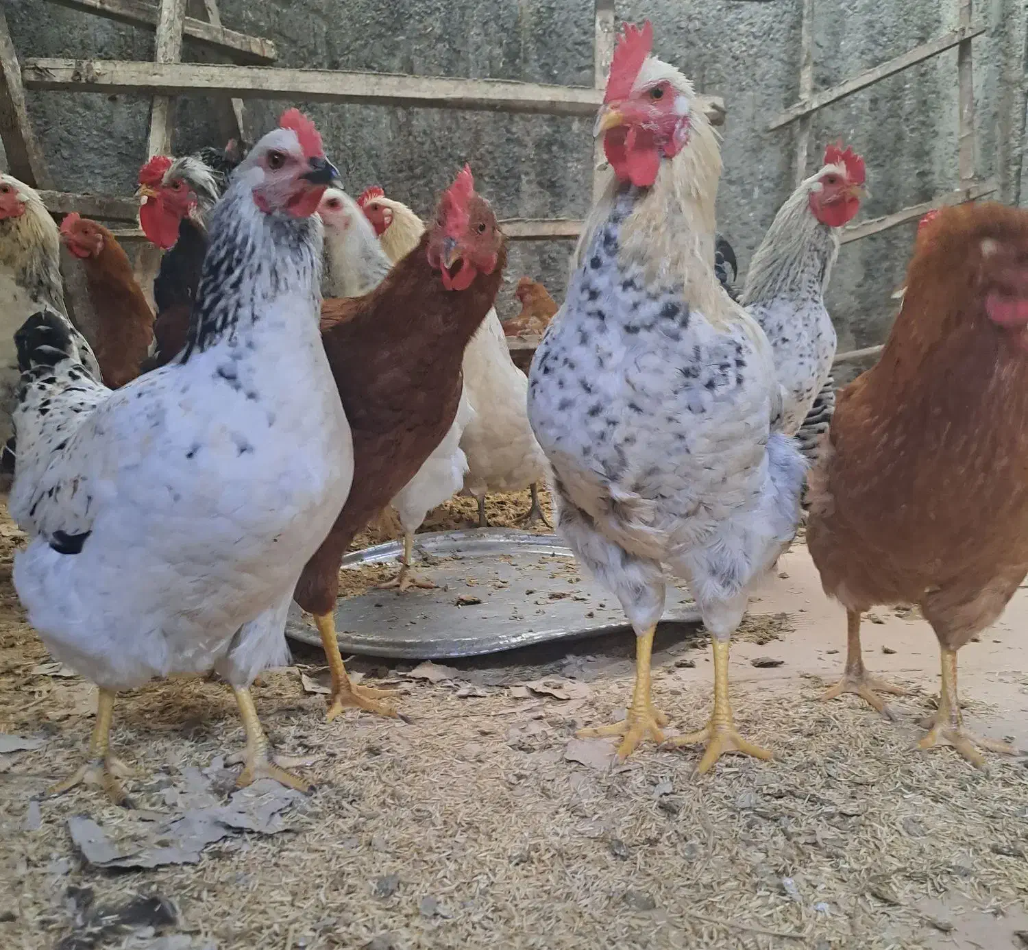 ۵ عدد خروس برای فروش موجوده|حیوانات مزرعه|کلاچای, |دیوار