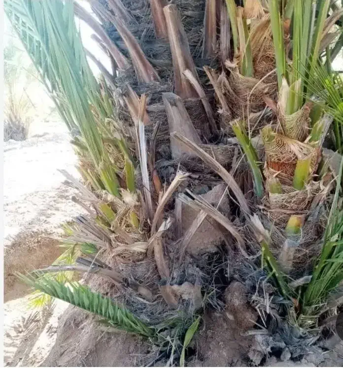 برحی اصل با ضمانت|خدمات باغبانی و درختکاری|سعدآباد, |دیوار