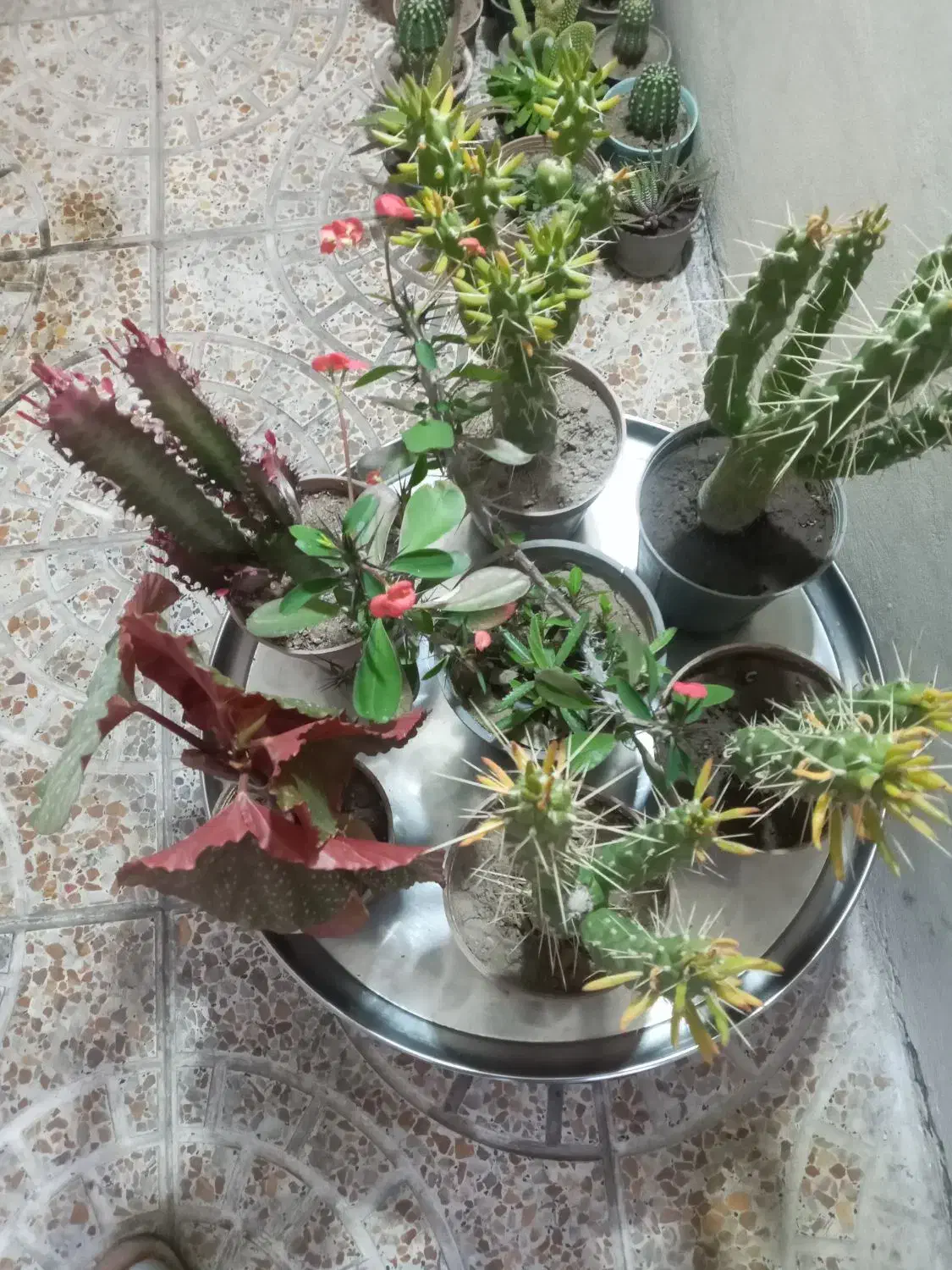 گل های آپارتمانی و کاکتوس|گل و گیاه طبیعی|مشگین شهر, |دیوار