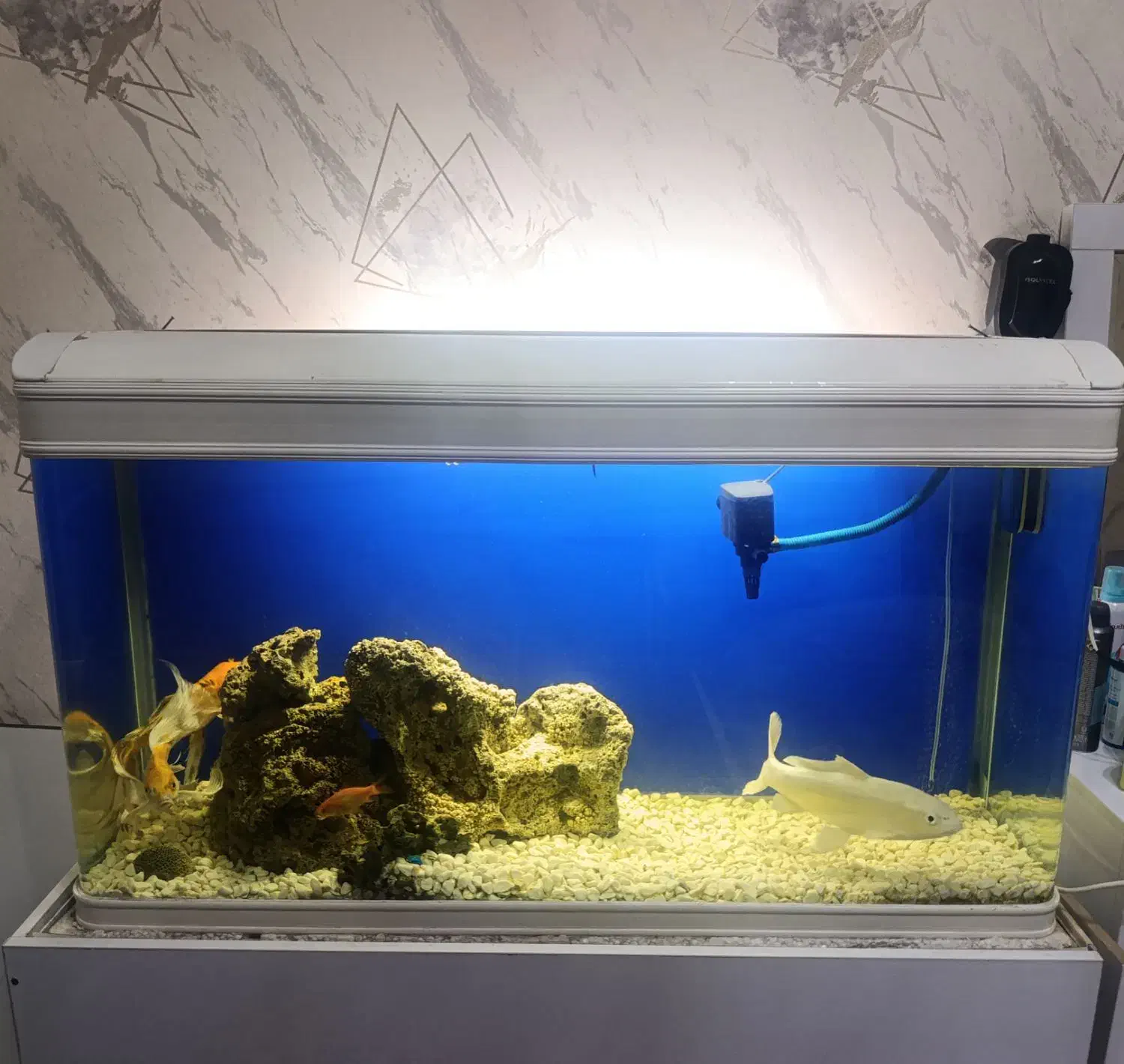 اکواریوم شیشه خم شرکتی|ماهی|اراک, |دیوار