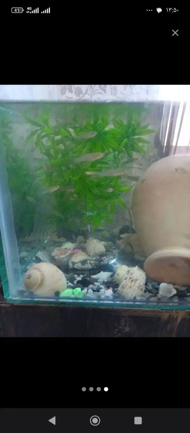 گوپی مولد|ماهی|اردبیل, |دیوار