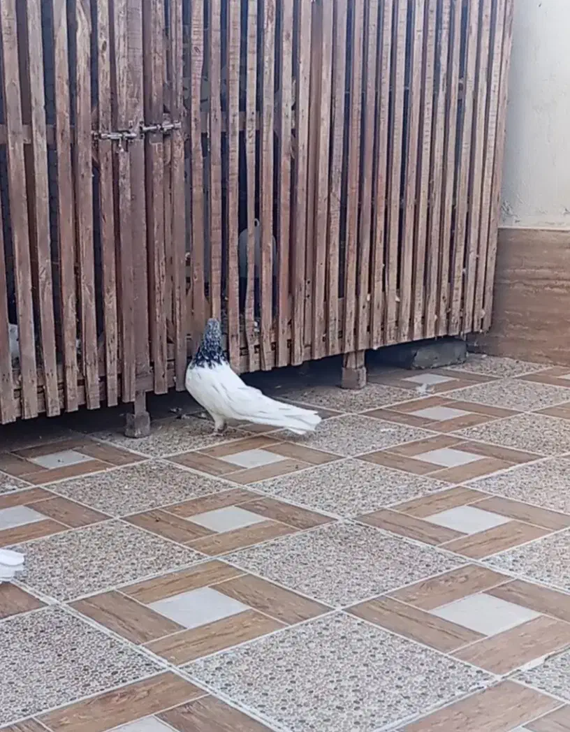 کبوتر|پرنده|نقده, |دیوار