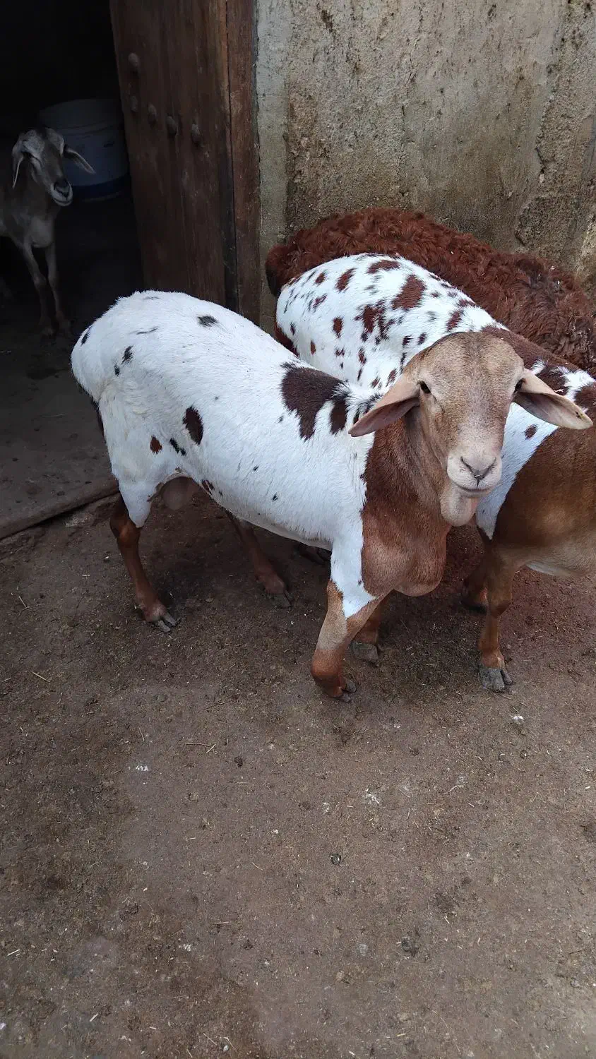 ۳عدد بز|حیوانات مزرعه|قشم, |دیوار