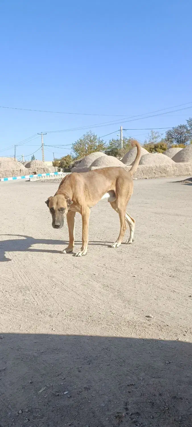 سگ افغان نر|سگ|کرمان, |دیوار