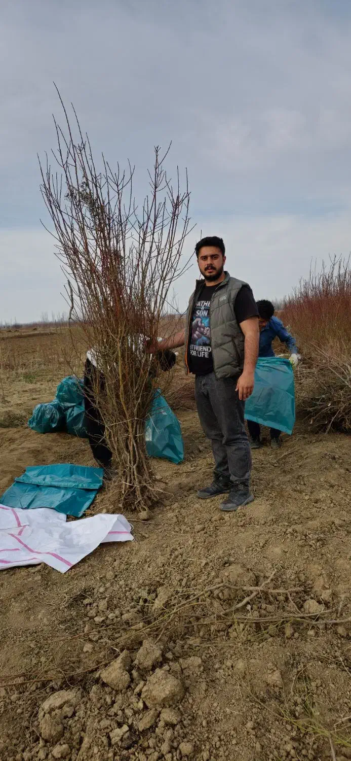 نهال بادام دیرگل زودبازده مخصوص|خدمات باغبانی و درختکاری|نیشابور, شهرک اندیشه|دیوار