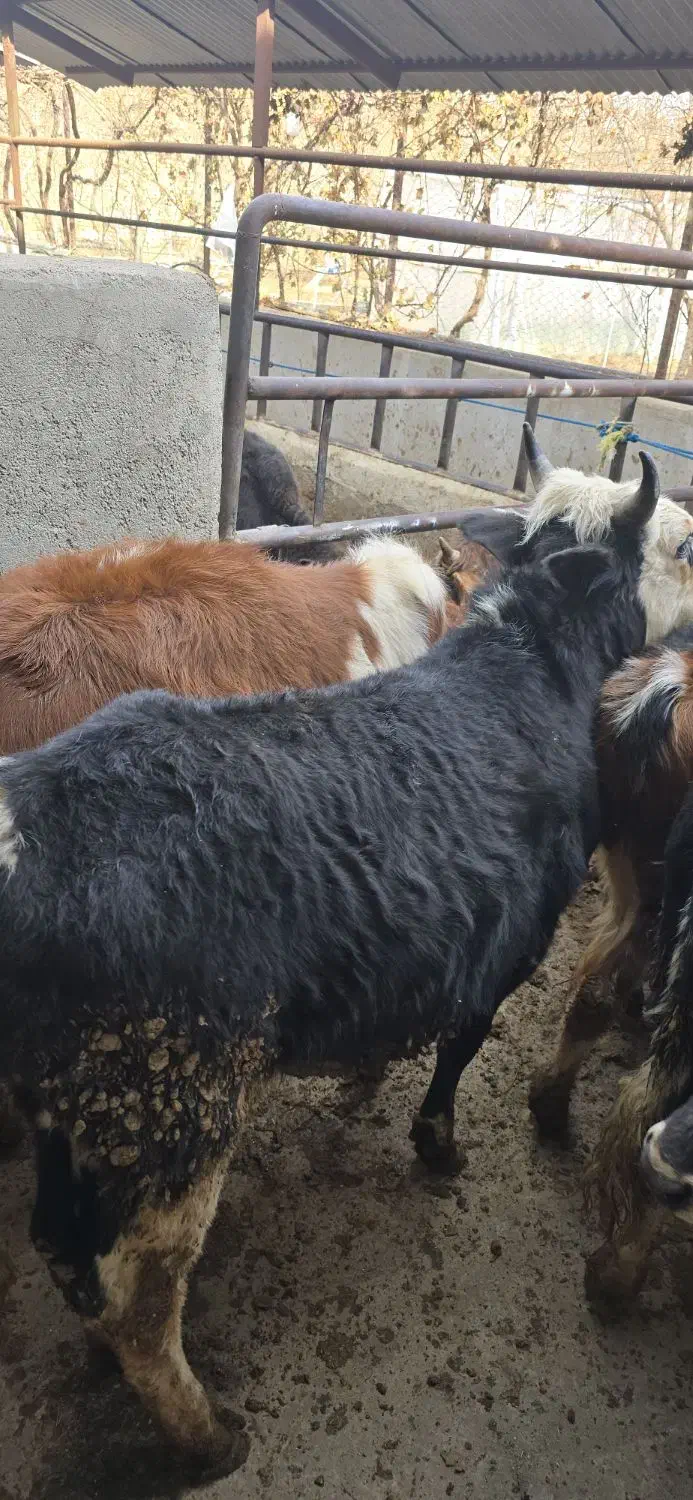 گوساله گیلدورگ در وزن ۱۰۰ و ۱۵۰ کیلو|حیوانات مزرعه|پیشوا, |دیوار