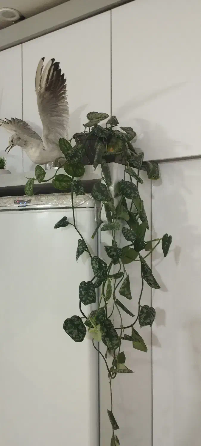 گل و گلدان|گل و گیاه طبیعی|تربتحیدریه, رضاشهر|دیوار