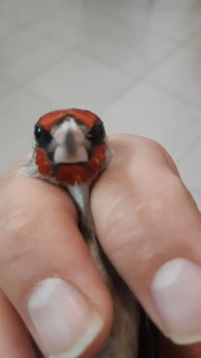 سره|پرنده|تهران, صادقیه|دیوار