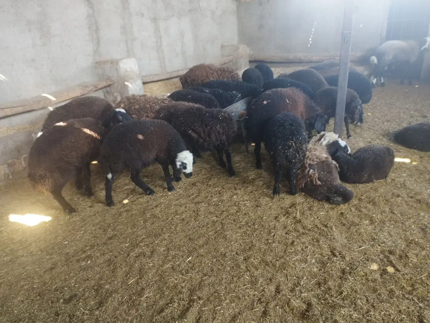 بره نر و ماده|حیوانات مزرعه|قزوین, |دیوار