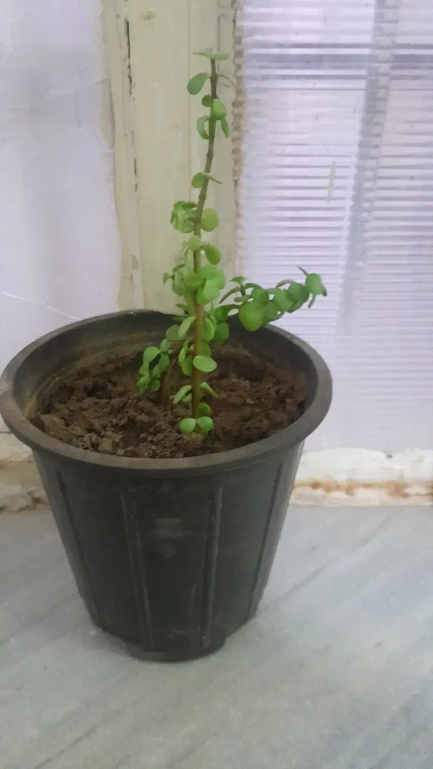 گل طبیعی|گل و گیاه طبیعی|بیرجند, |دیوار