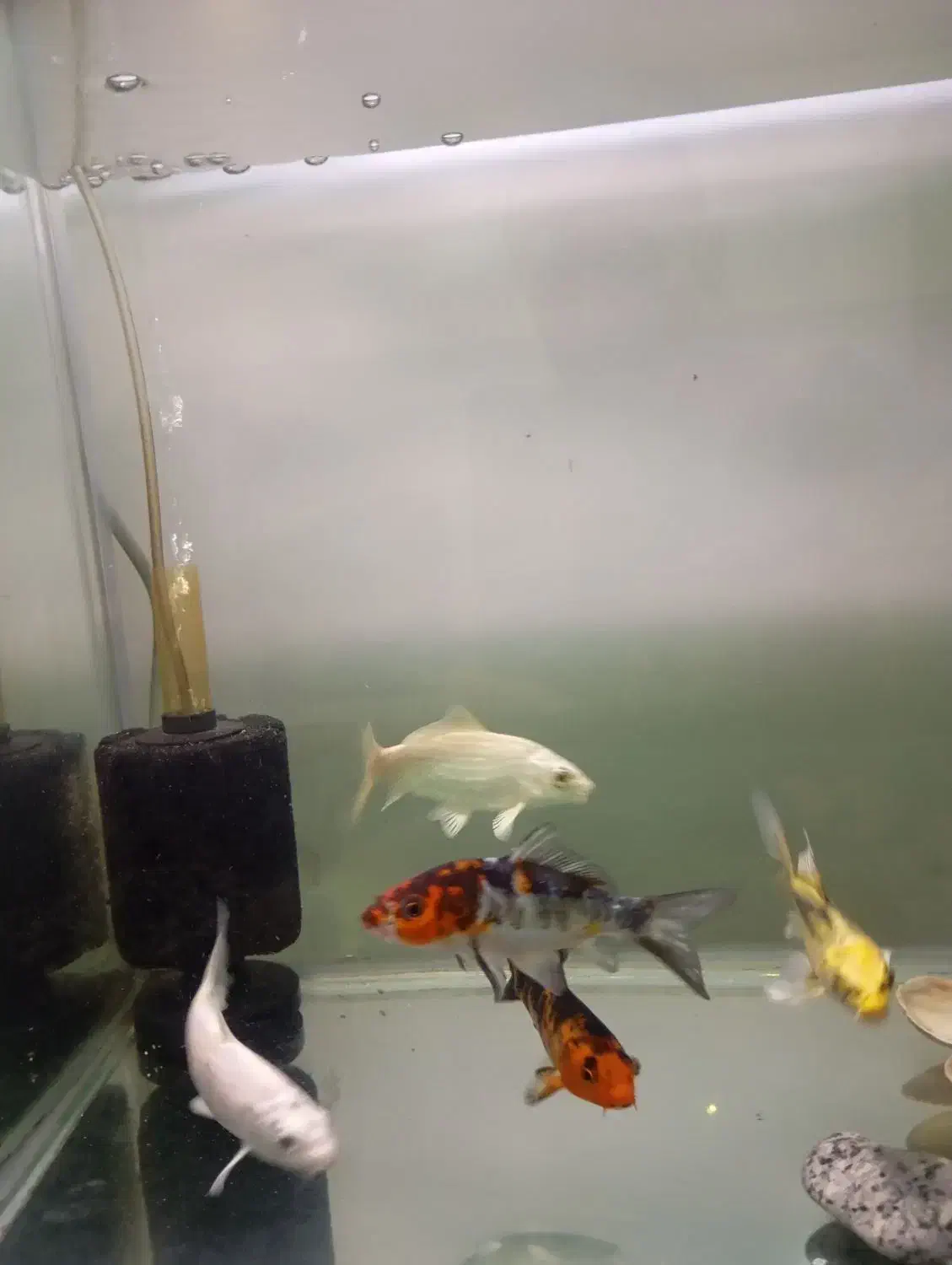 ماهی کوی نژاد دار|ماهی|کرج, فاز ۳ مهرشهر|دیوار