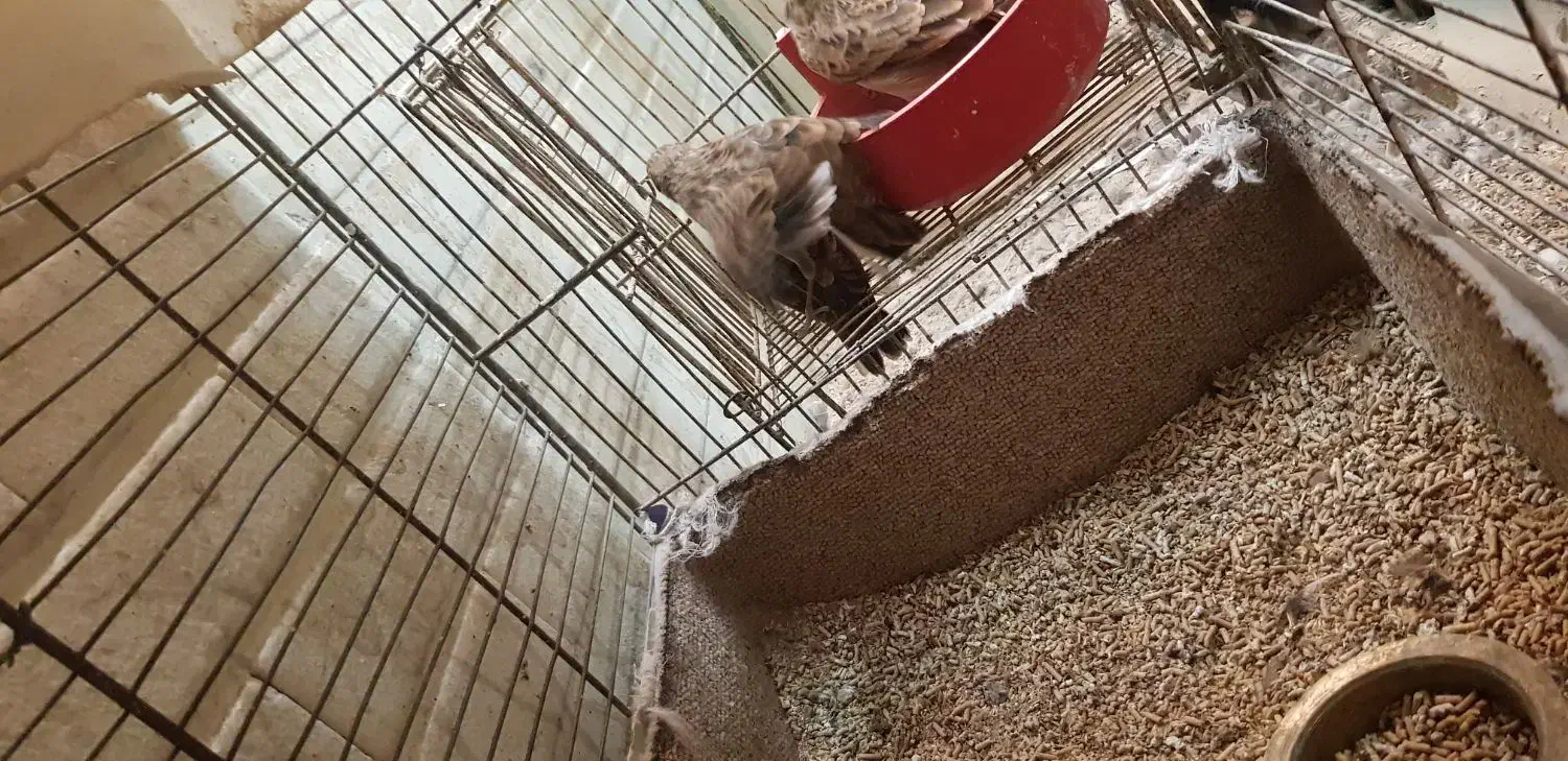 سهره خاکی قناری طوطی عروس هلندی|پرنده|اهواز, فاز ۱ پادادشهر|دیوار