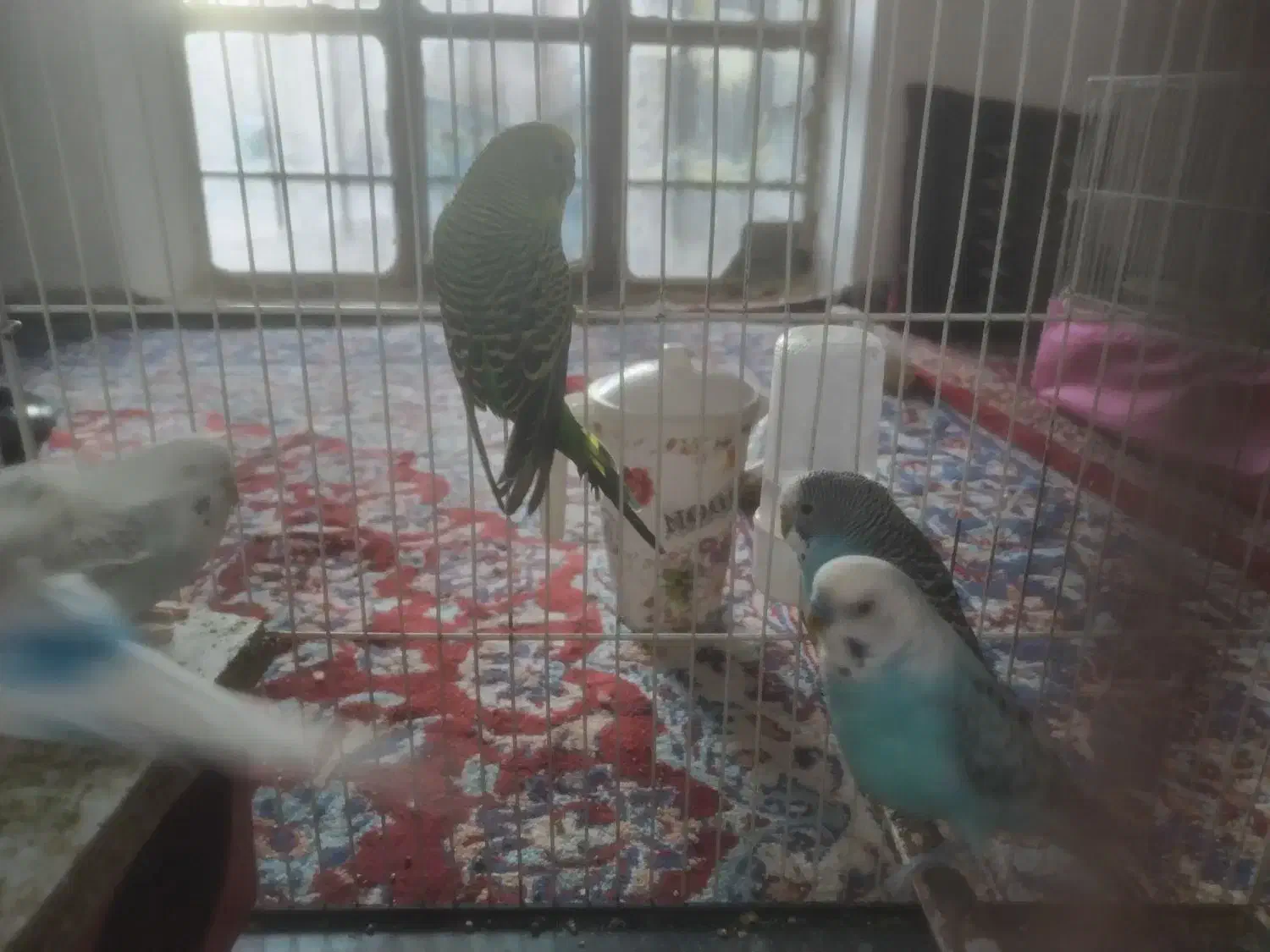 مرغ عشق معاوضه با مینا|پرنده|تربت‌حیدریه, کلاته توکلی|دیوار