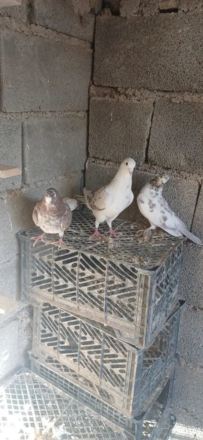 کبوتر|پرنده|آبدانان, |دیوار