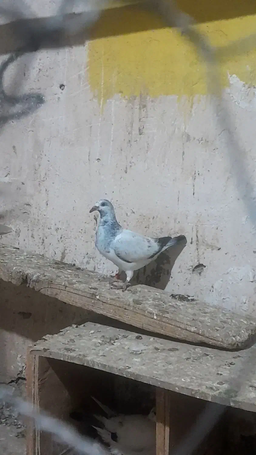 سوسکی|پرنده|گنبد کاووس, |دیوار