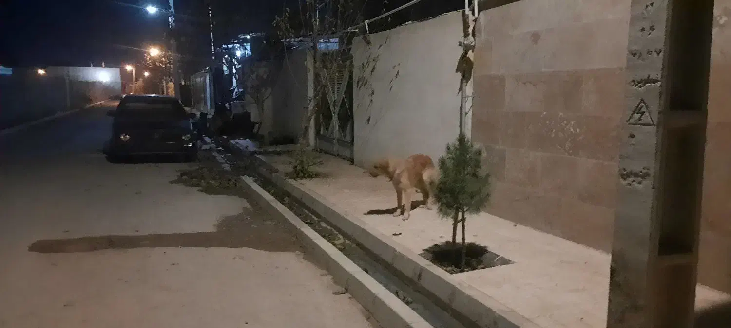 پیدا شده|سگ|بوئین زهرا, |دیوار