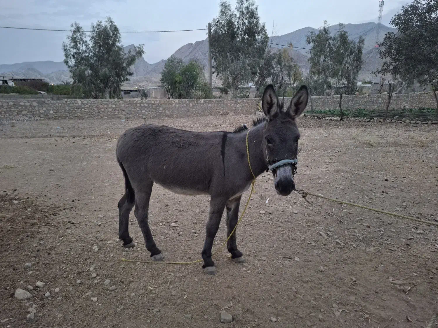 الاغ باری|حیوانات مزرعه|دوگنبدان, |دیوار