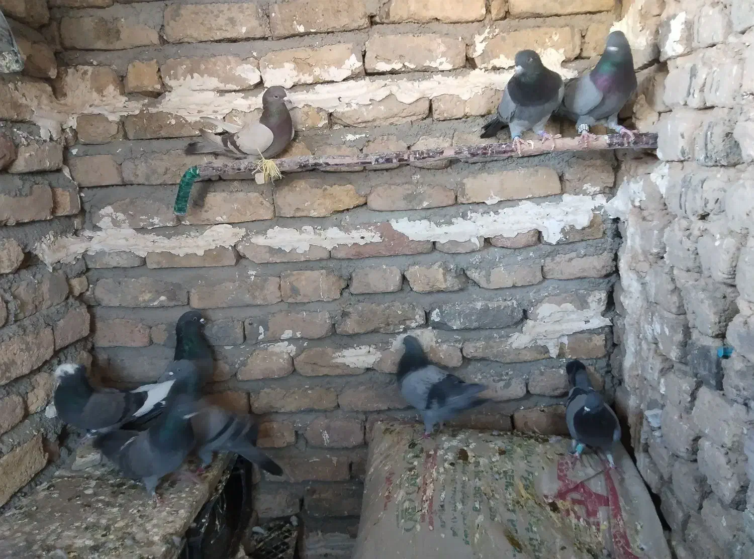 کبوتر|پرنده|گیان, |دیوار