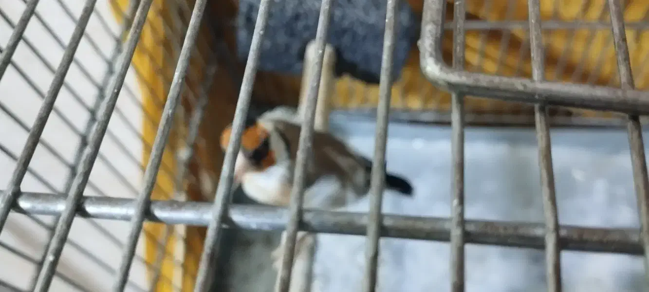 سهره،سگ،دورگه|حیوانات|سنندج, |دیوار