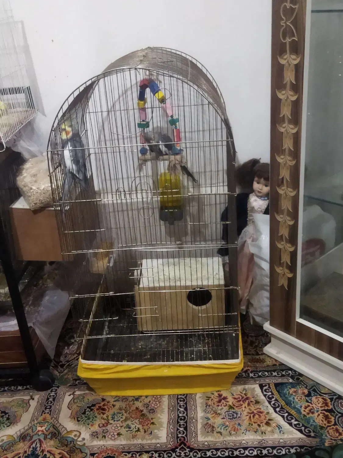 عروس هلندی|پرنده|سبزوار, شرق کال شمالی|دیوار