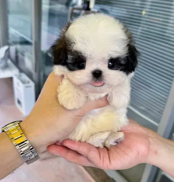 سگ فنجونی|سگ|شیراز, وصال|دیوار