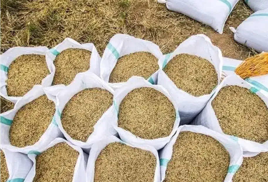 شالی فجر سوزنی|خدمات باغبانی و درختکاری|گنبد کاووس, |دیوار