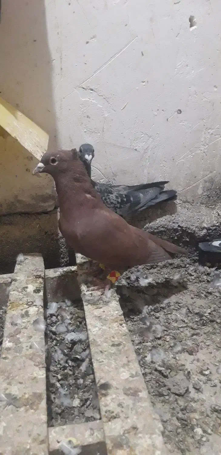 نر سرخ کرمانی عطیقه با ماده مسافتی|پرنده|درمیان, |دیوار