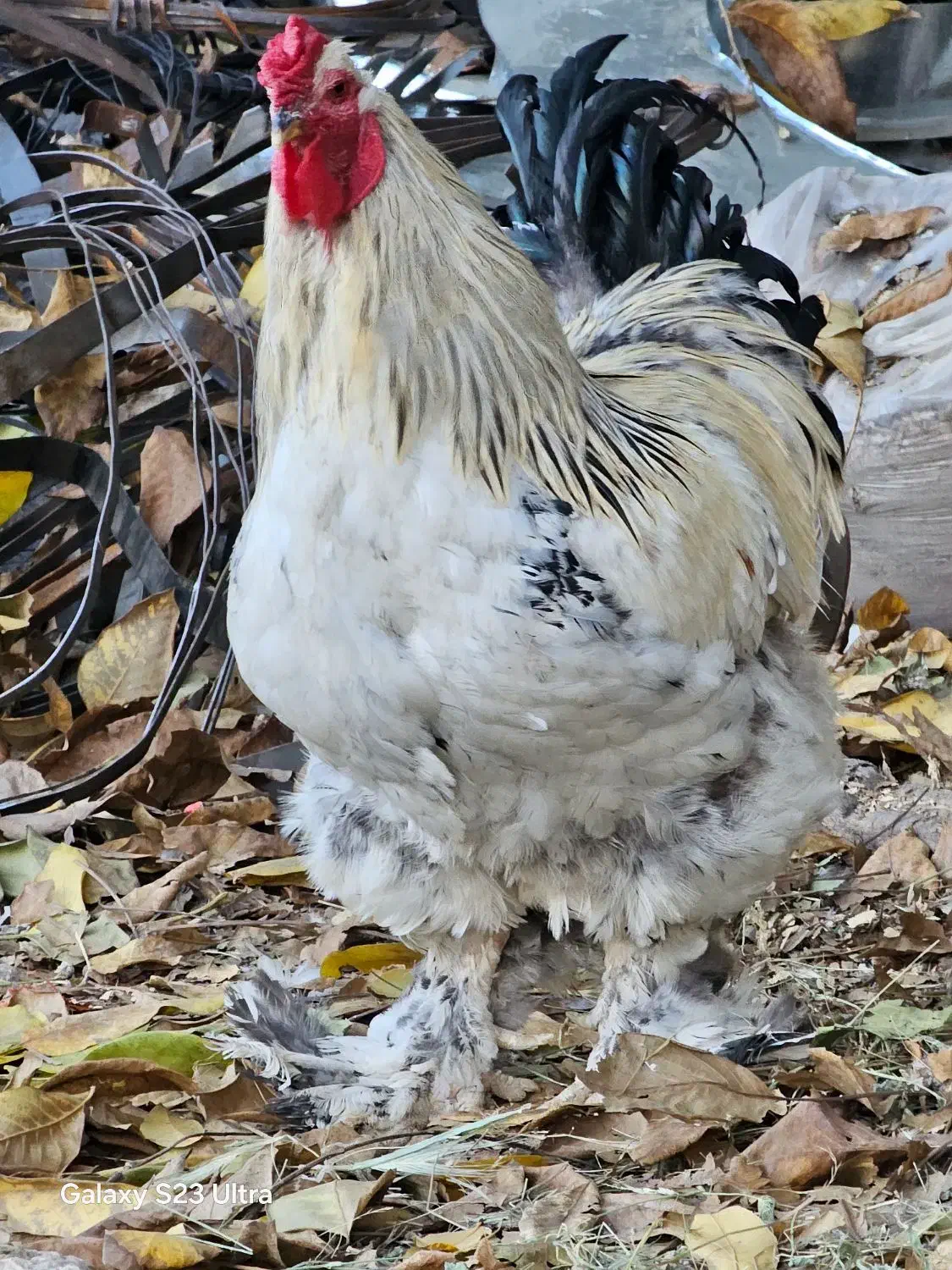 برهما اصیل|حیوانات مزرعه|بانه, |دیوار