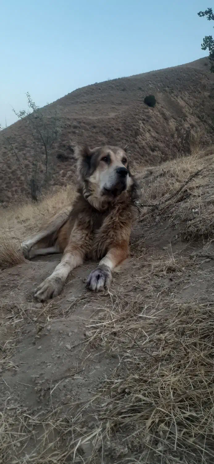 سگ نگهبان|سگ|خلخال, |دیوار