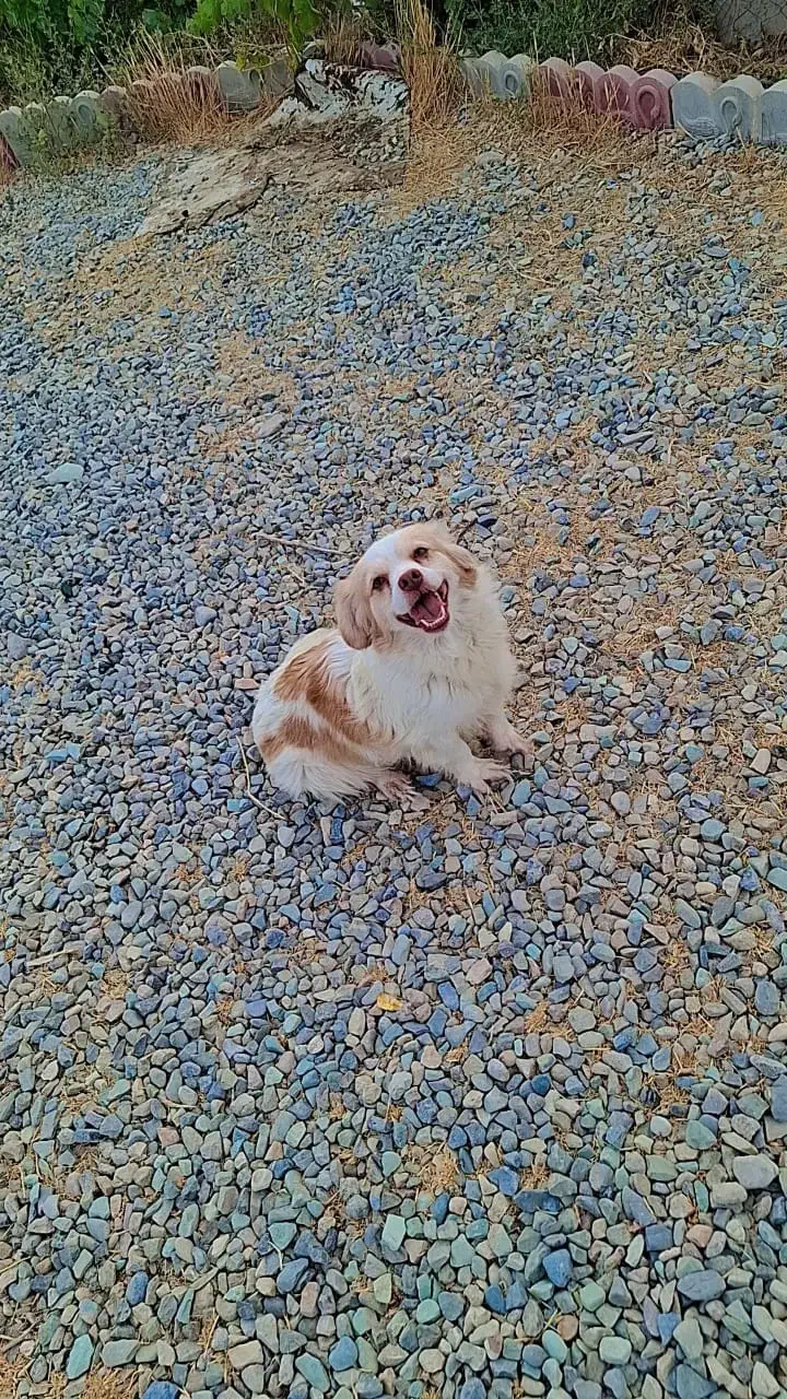 سگ های بالغ ژرمن و پاکوتاه|سگ|کرج, کوی امامیه|دیوار