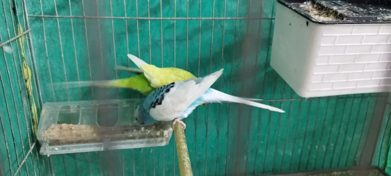 جفت مرغ عشق تخم جوجه ای|پرنده|جیرفت, |دیوار