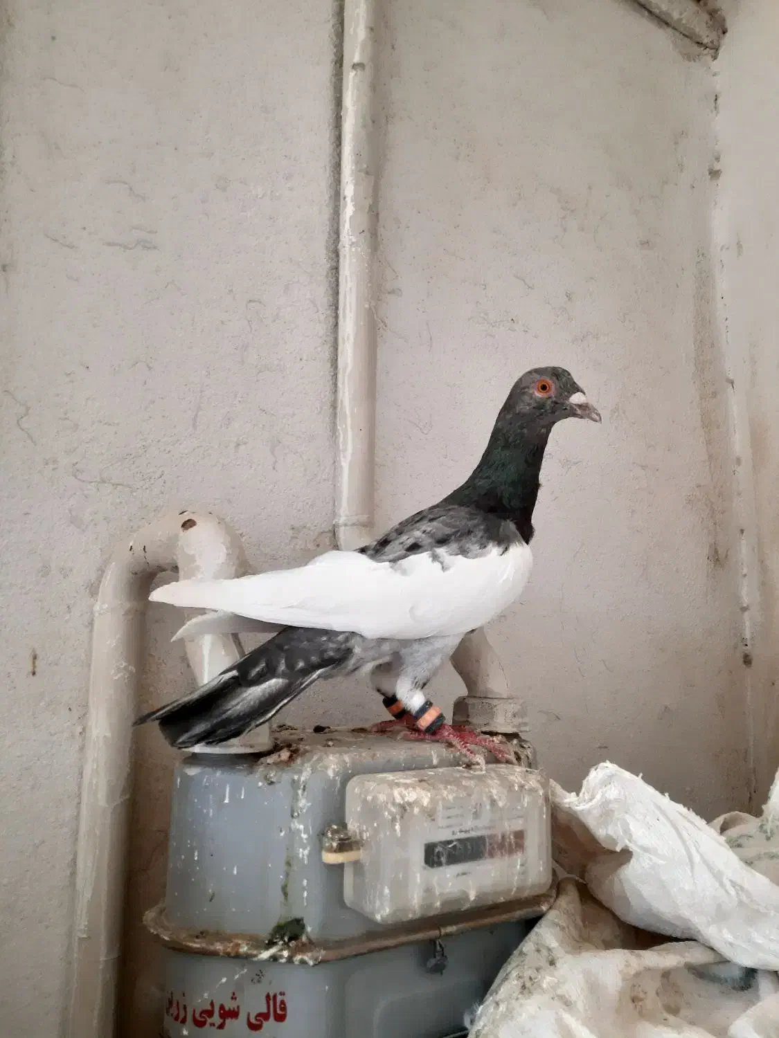 یهودی هفت رنگ نر خوش تیپ|پرنده|رضویه, |دیوار