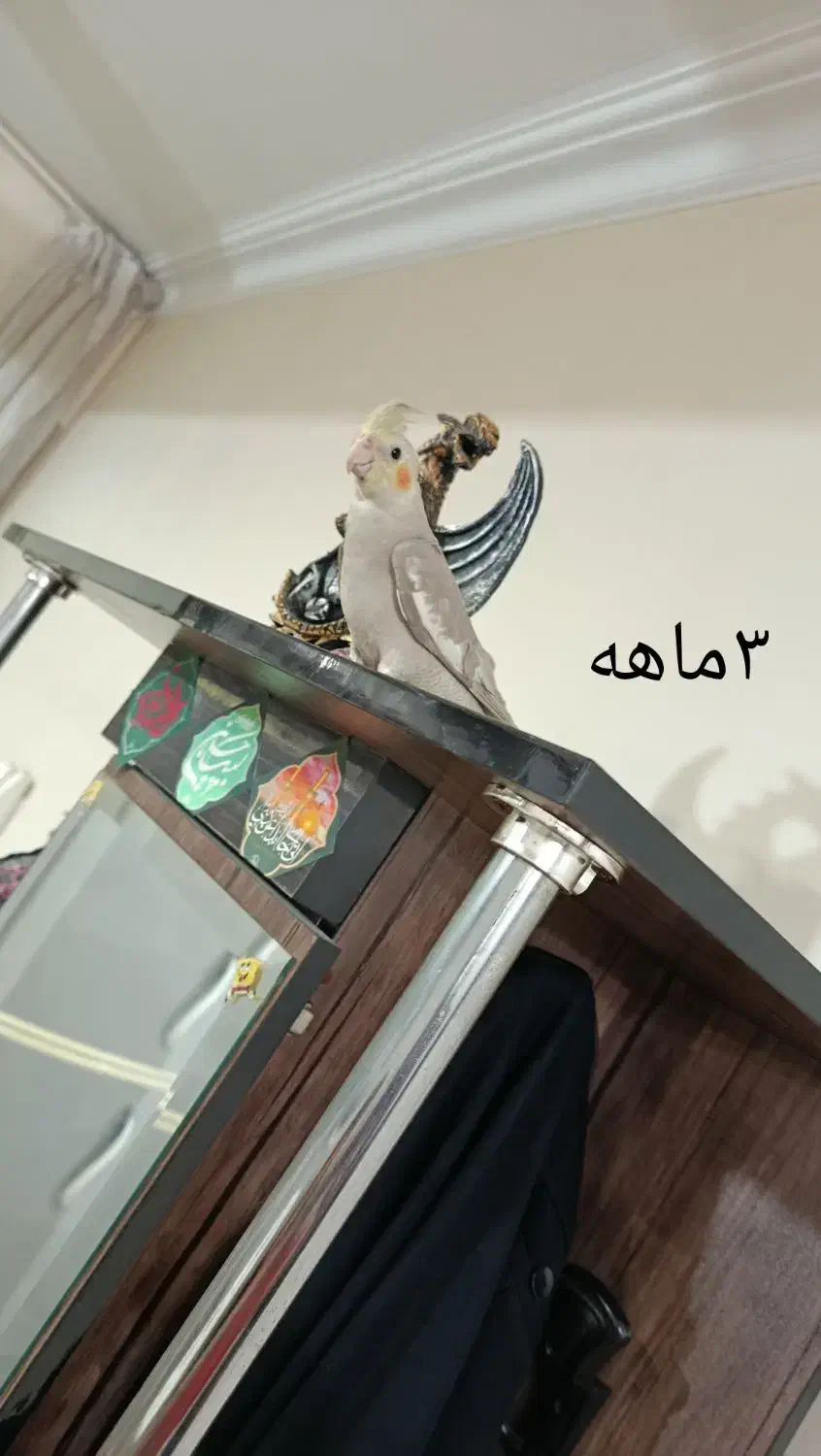 عروس هلندی|پرنده|پاکدشت, حصار امیر|دیوار